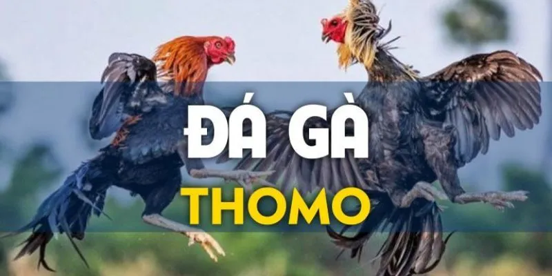 Sức hút hấp dẫn game đá gà thomo tại hi88