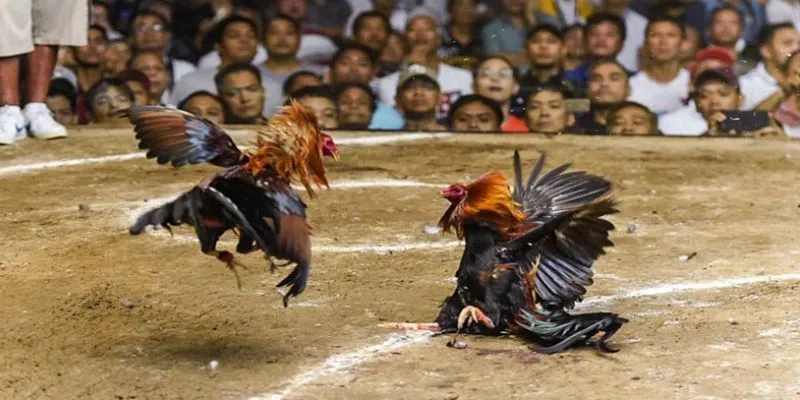 Quy luật chơi game tại nhà cái