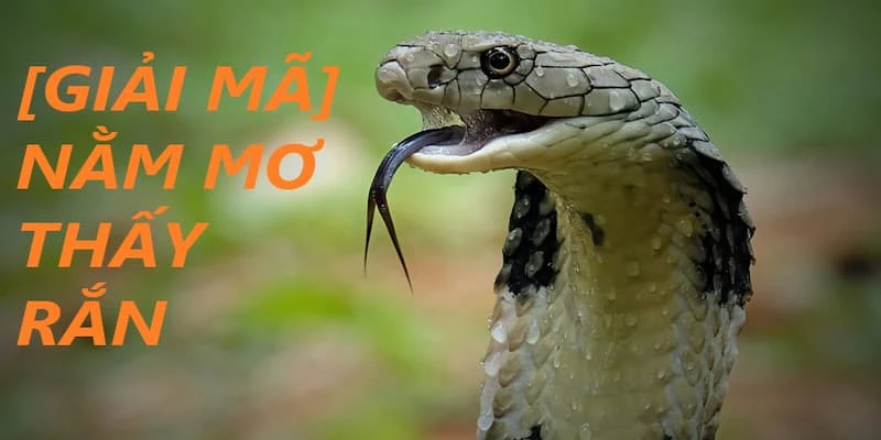 Nằm mơ thấy rắn hổ mang cắn có thể là dấu hiệu của sự thăng tiến