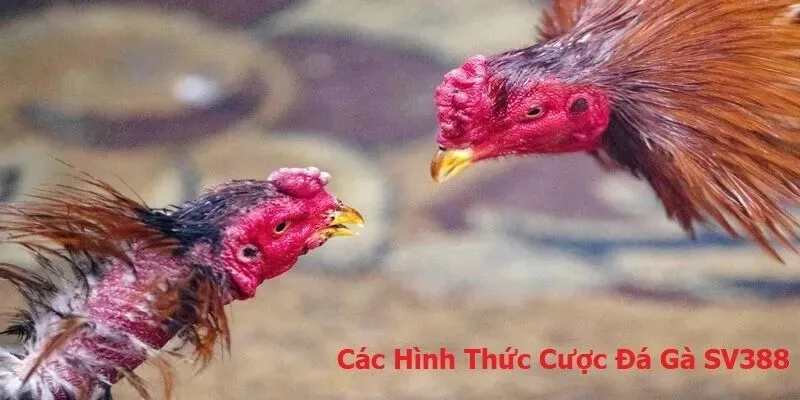Các loại hình đá gà SV388 gay cấn nhất