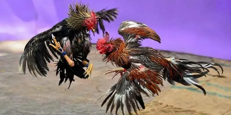Các bước đăng ký mới