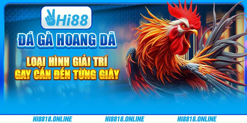 Đá gà hoang dã - Loại hình giải trí gay cấn đến từng giây