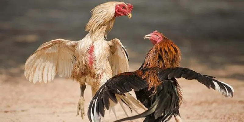 Cách tìm hiểu chi tiết về đá gà hoang dã