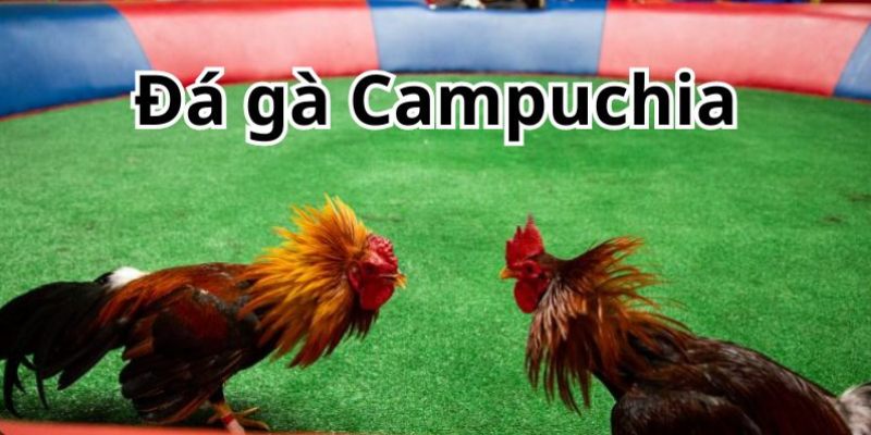 Gà chiến Campuchia với vóc dáng uy lực, sẵn sàng thi đấu trên đấu trường.