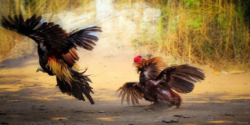 Trò chơi mang đậm tính truyền thống và văn hóa