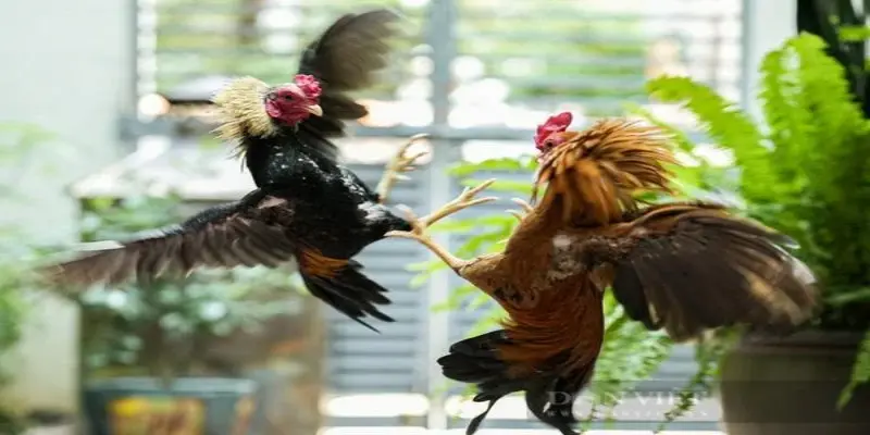 Những chiến thuật hay trong đá gà ao làng